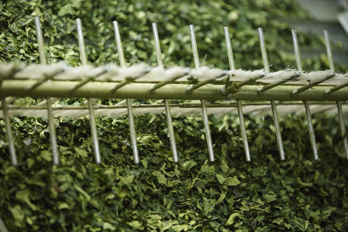 Raw tea leaves straight from processing