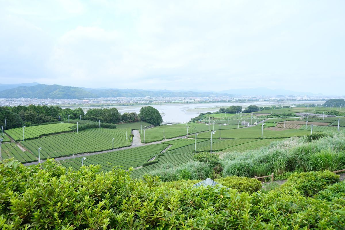 Sweeping view of the tea farm and valley