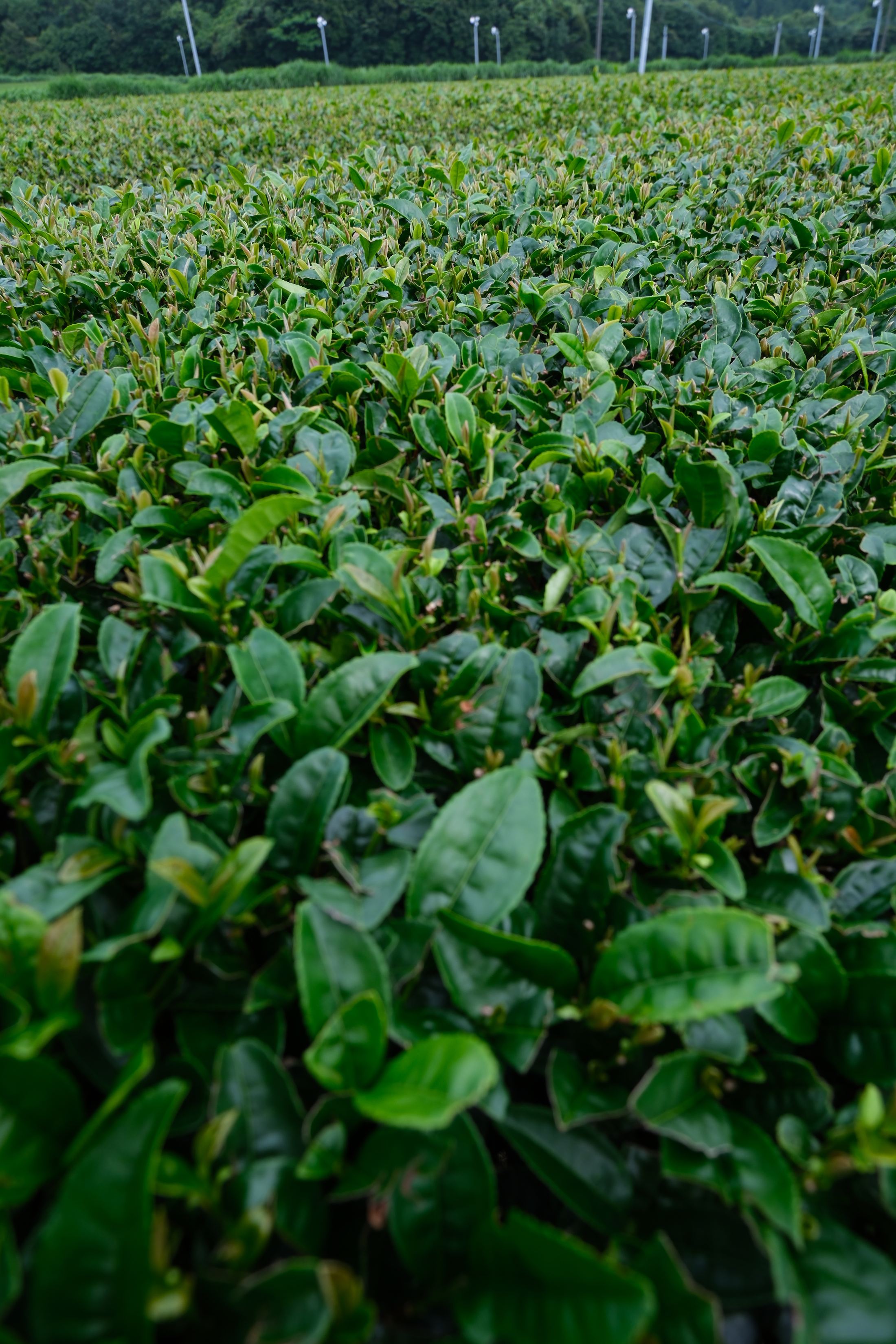 Lumina founder inspecting tea leaves in a Japanese tea field
