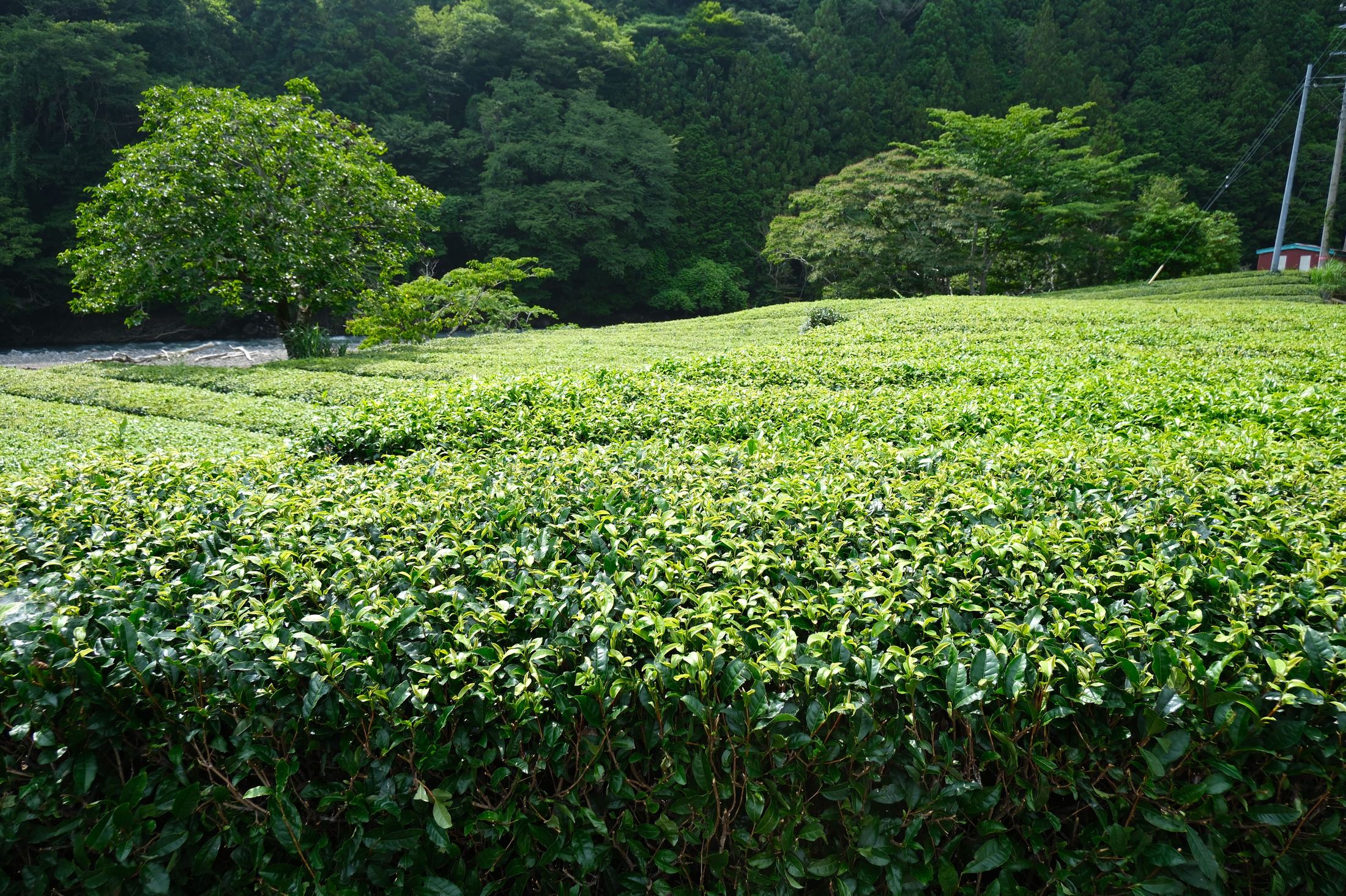 Tea field along a river valley in Japan